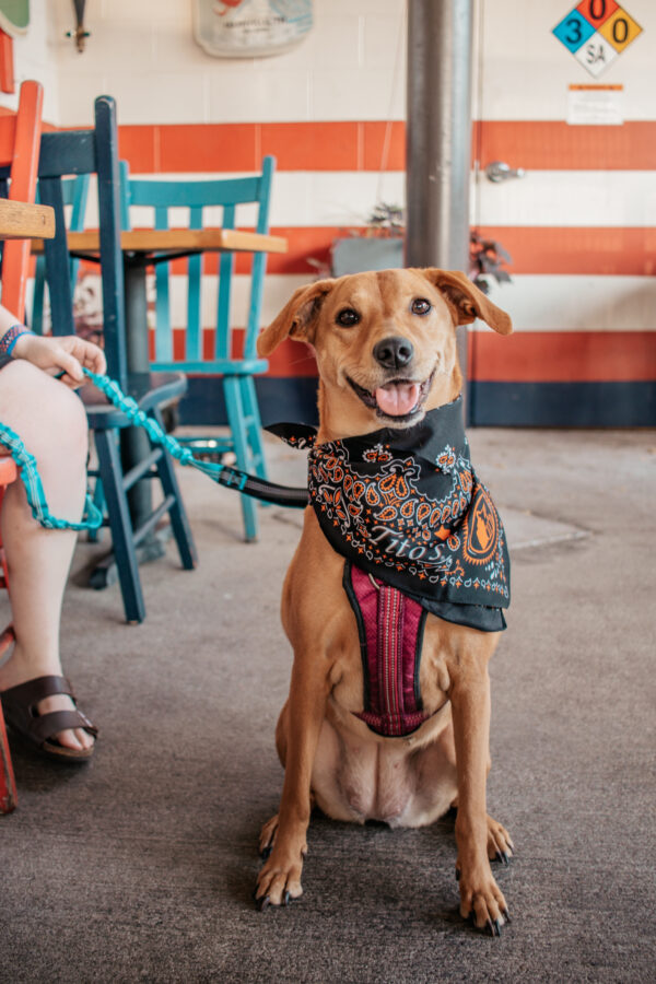 Waldos Chicken and Beer Dog Friendly Restaurant Event_Yappy Hour 2.