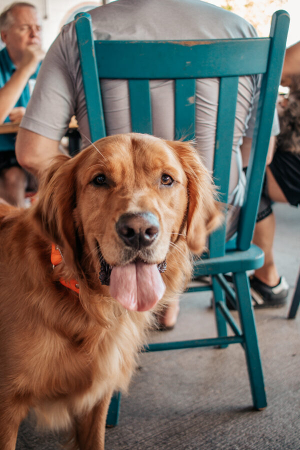 Waldos Chicken and Beer Dog Friendly Restaurant Event_Yappy Hour 3.