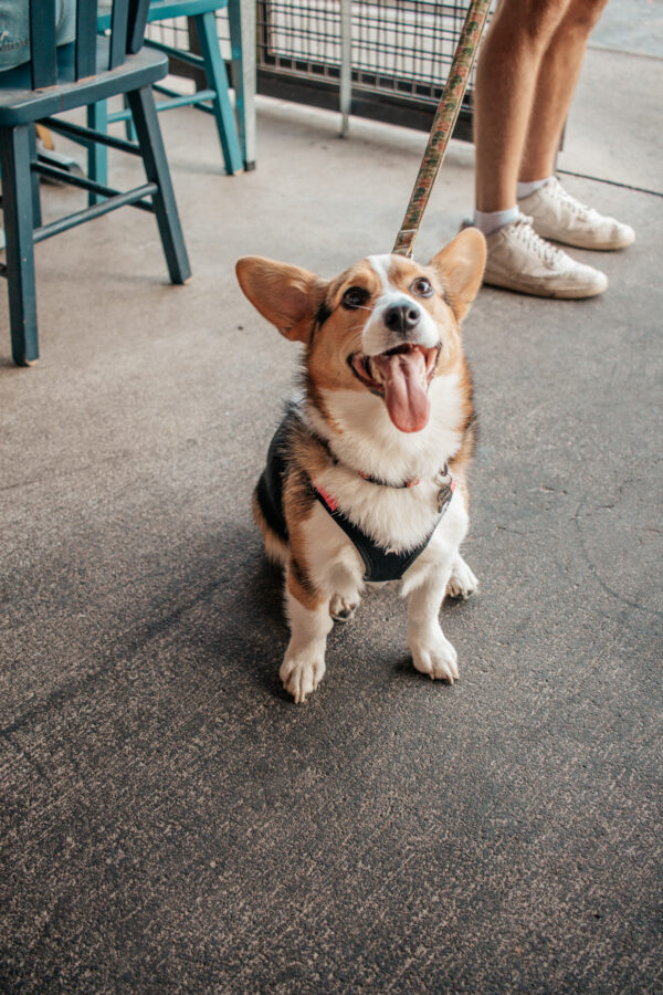 Waldos Chicken and Beer Dog Friendly Restaurant Event_Yappy Hour 4.