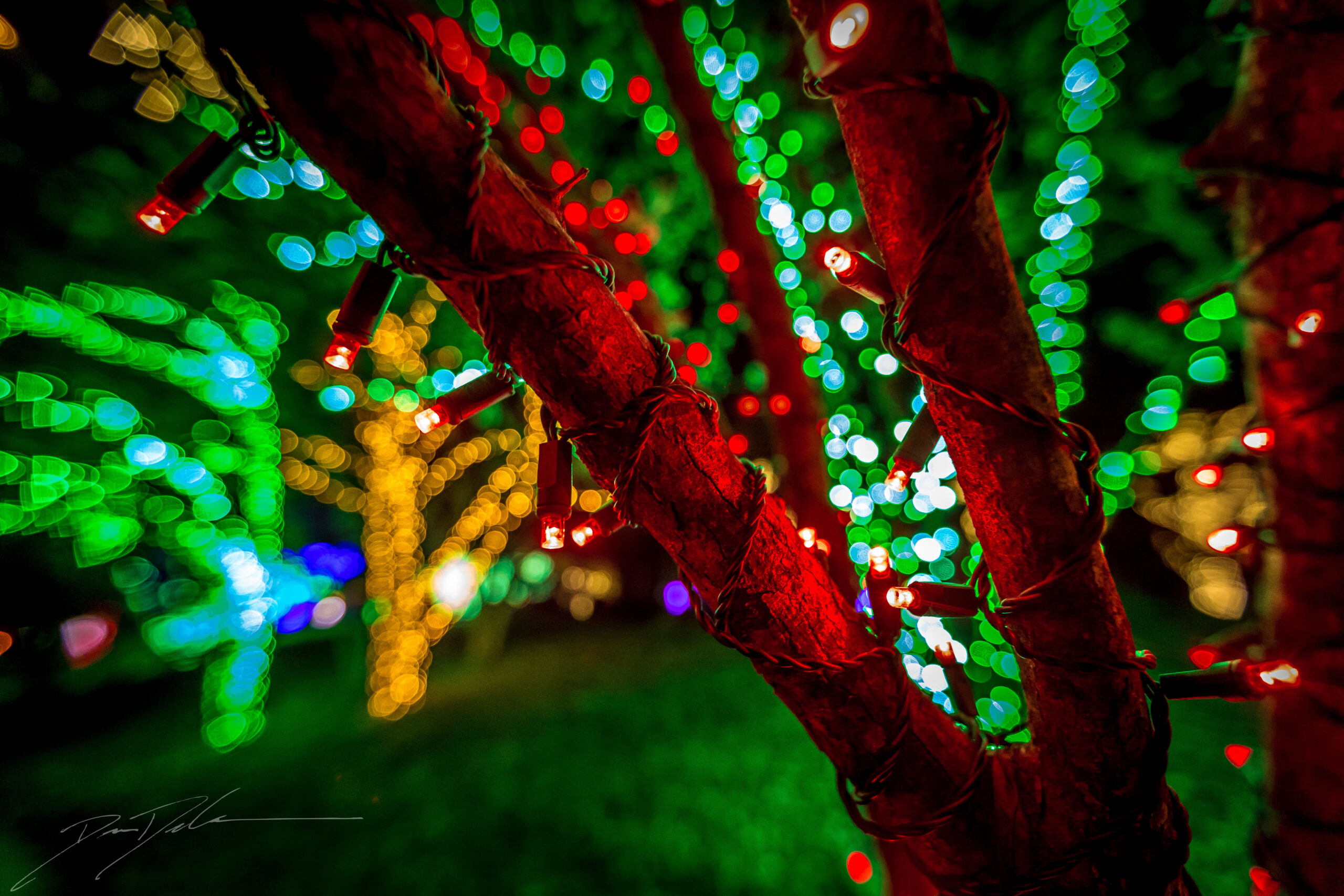Cheekwood-Holiday-Lights-Nashville-TN-Photo-by-Dion-Degennaro-Courtesy-of-Cheekwood-Estate-Gardens.