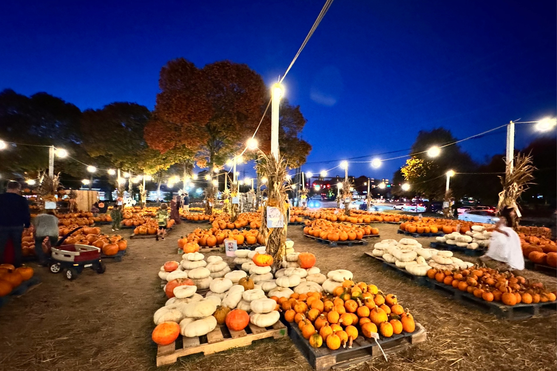 Cooper Trooper Pumpkin Franklin TN