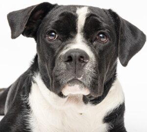 Elmer Dog for Adoption in Franklin at WCAC, Elmer has only been at WCAC for a little while and since he came in as a stray, we don’t know too much about him just yet. But, his demeanor and love of belly rubs has quickly made him a favorite with staff and volunteers. Elmer appears to be less than a year old, which helps explain why he needs to learn basic commands and how to walk on a leash. He’s not shown any food aggression since he’s been at the animal center but is a little selective about his four-legged friends. Visit WCAC to meet Elmer and all of our pets waiting for their forever family!