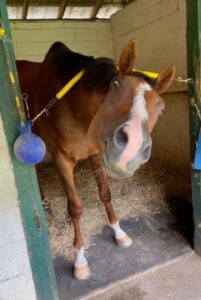 The 2025 Iroquois Steeplechase Winner – ABAAN – Set to Run at the Far Hills Race Meeting 3