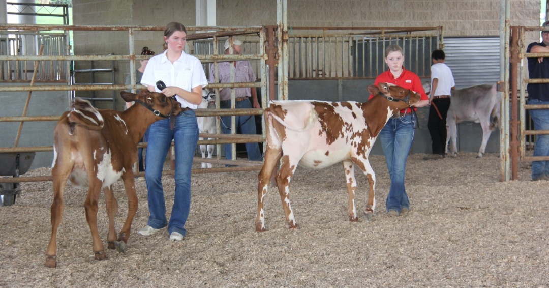 Williamson County Fair Franklin TN Livestock Shows