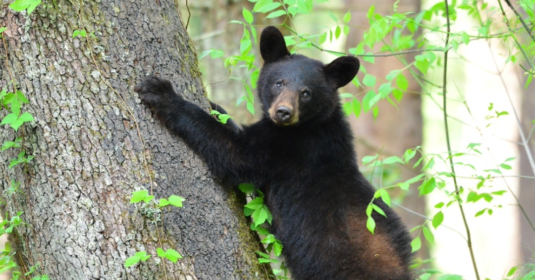A black bear climbs a tree at Great Smoky Mountains National Park. 