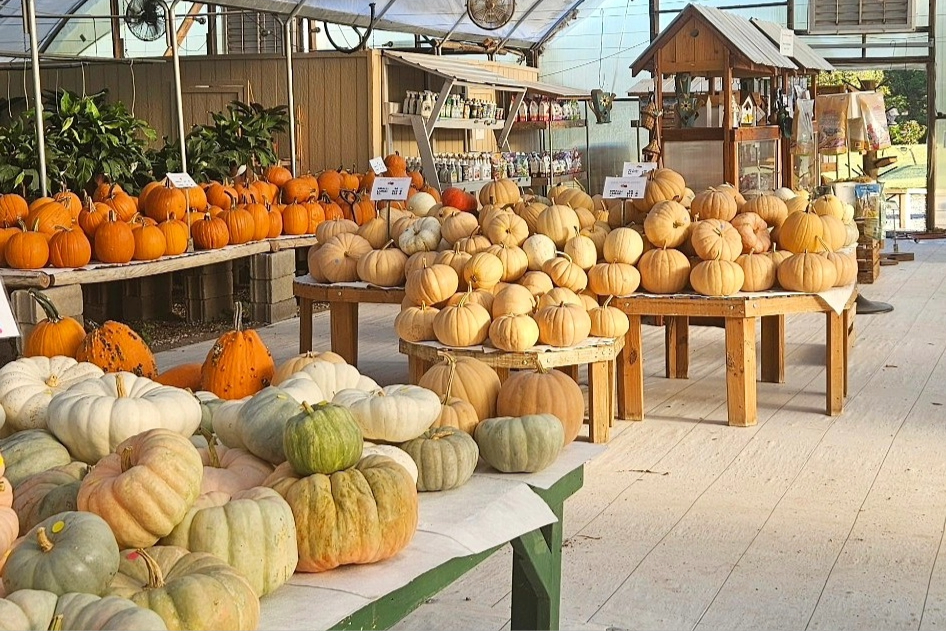 Riverbend Nurseries Franklin TN Pumpkins Fall Decor