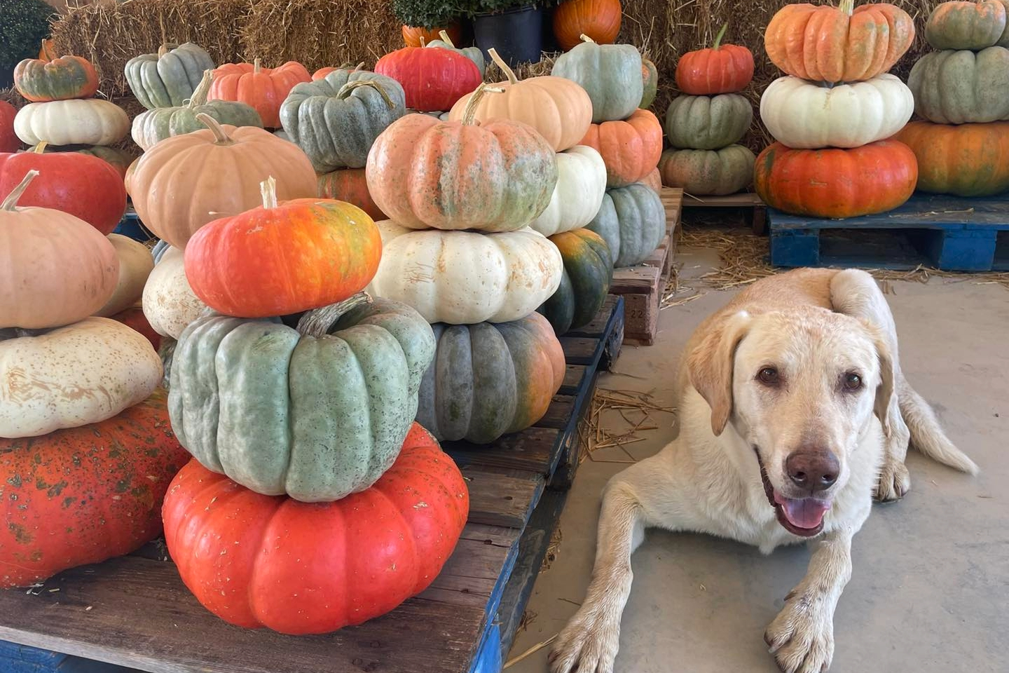 Wilson Family Farm pumpkin patch and hayrides in College Grove, TN., family friendly fall events.