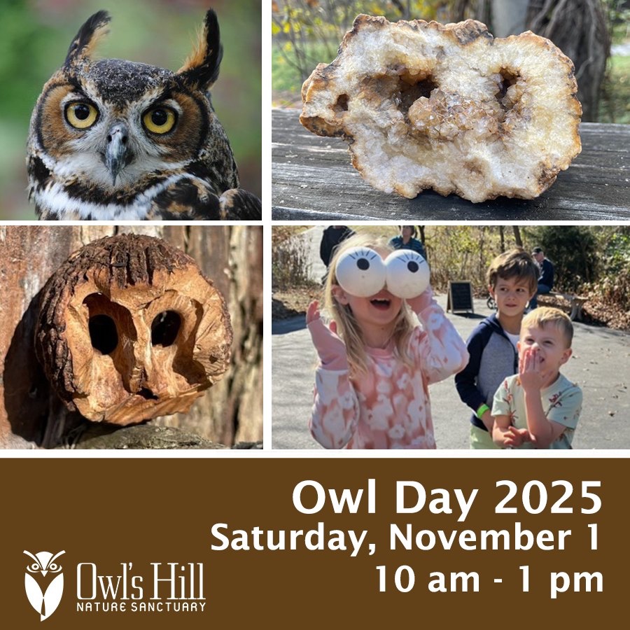 Owl Day 2025 Brentwood, TN Owl's Hill Family Friendly Events.