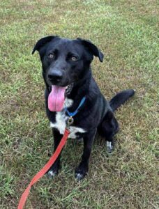 CCAC Kylo dog adoption