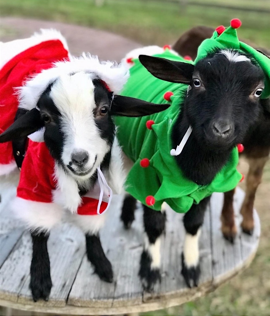 Goat Yoga Nolensville Nashville- Merry Christmas & Happy Holiday's Class