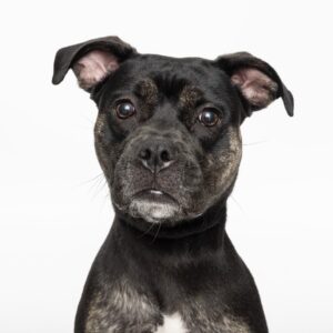 WCAC Shannon dog adoption Franklin, TN