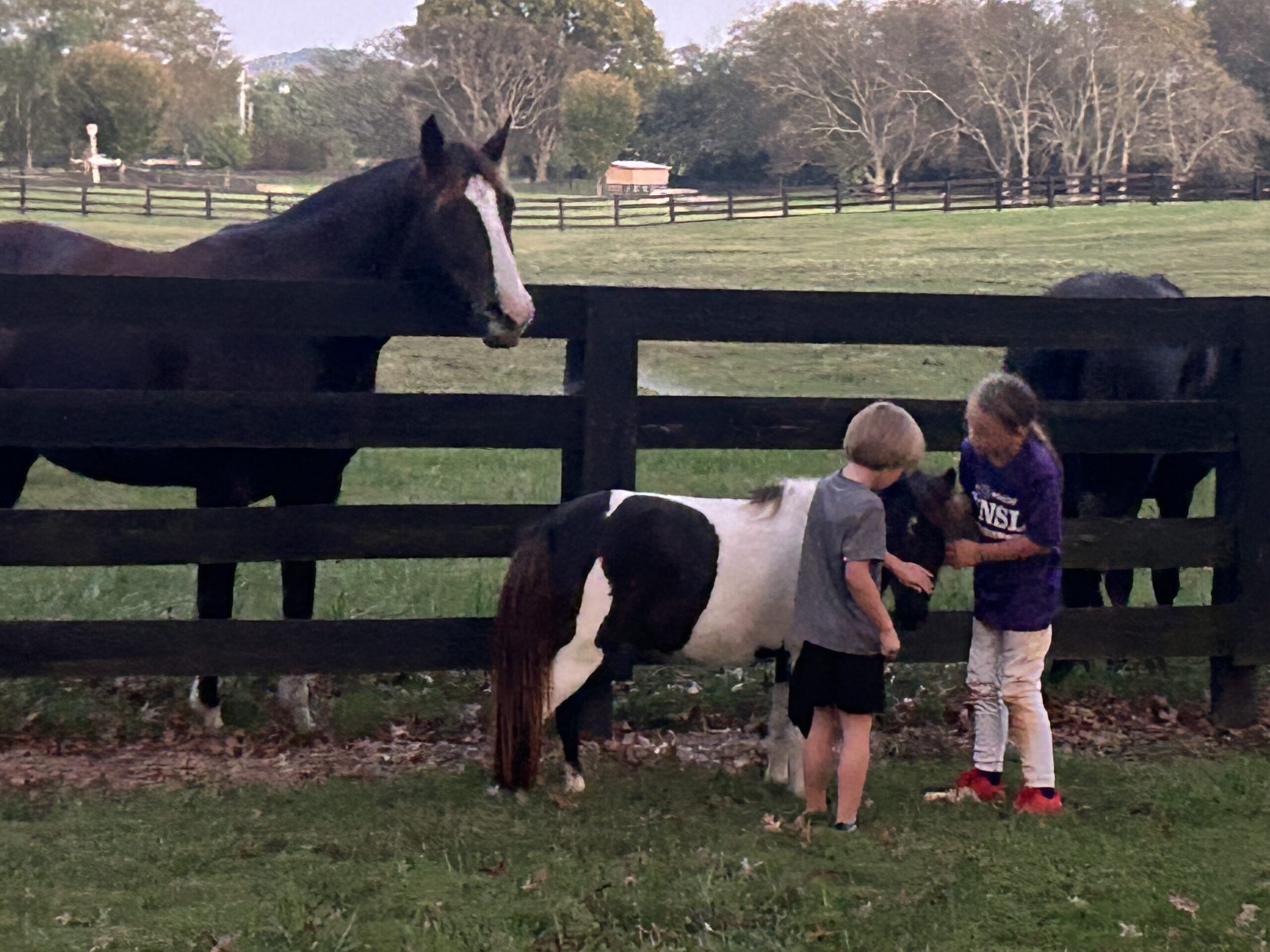 Hug A Horse Class at BellaReed Farm Franklin, TN 3